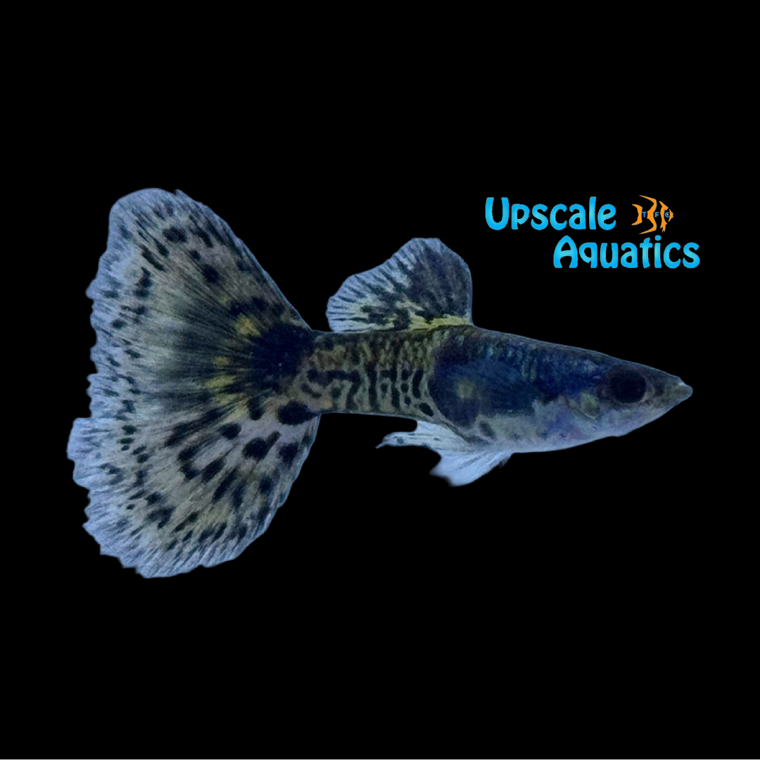 Purple Dragon Guppy (Poecilia reticulata)