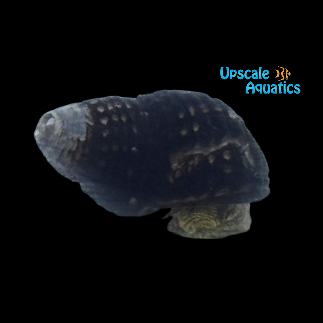 Mini Yellow Rabbit Snail (Tylomelania sp.)