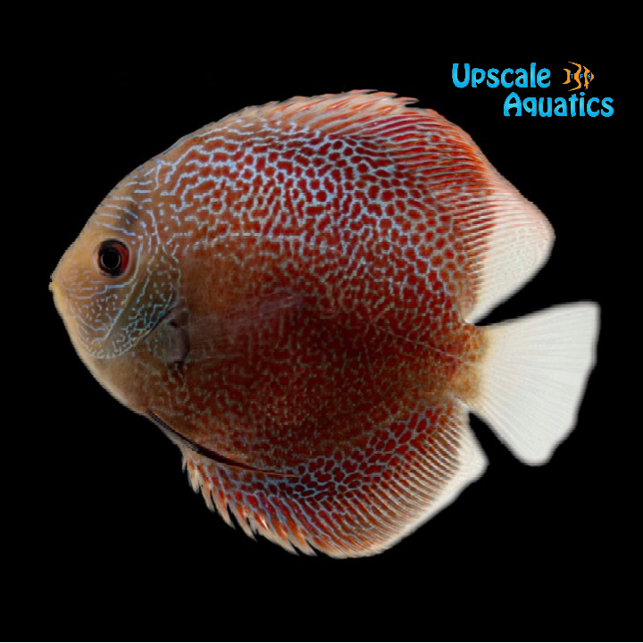 Maze Leopard Discus (Symphysodon sp.)