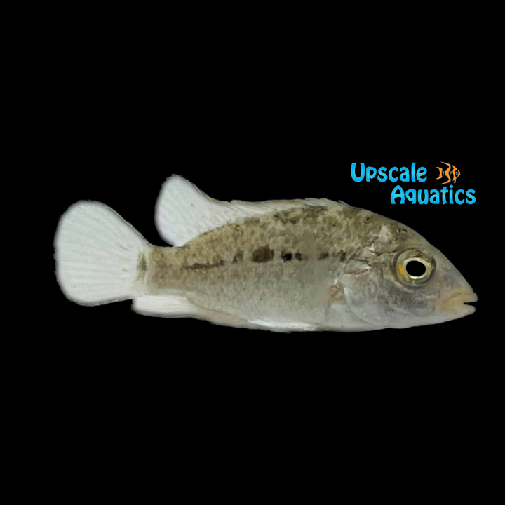 Black Nasty Cichlid (Nandopsis haitiensis)