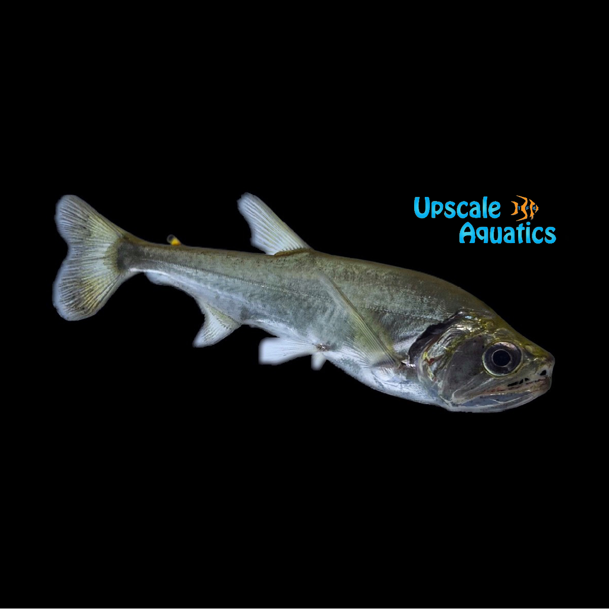 Armatus 'Vampire Tetra' (Hydrolycus Armatus) – Upscale Aquatics