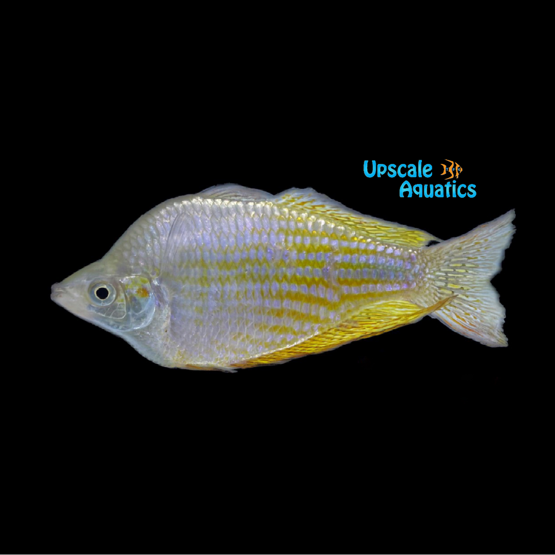 Australian Rainbowfish (Melanotaenia fluviatilis)