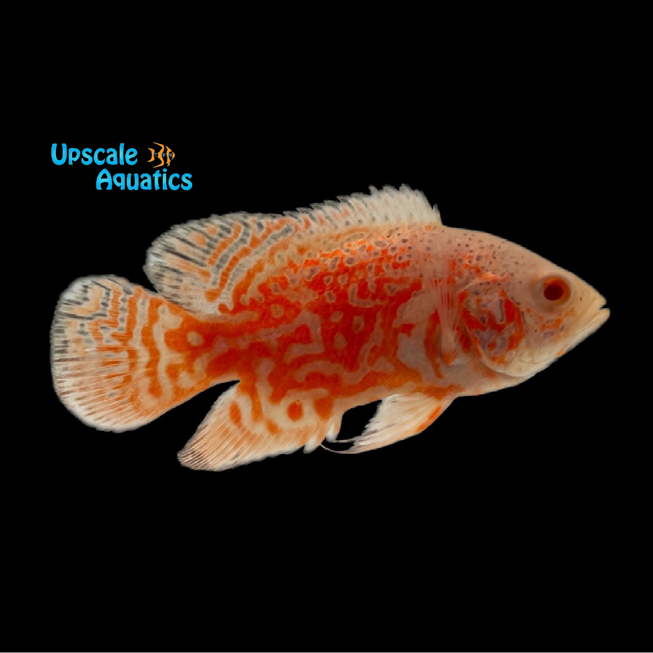 Albino Red Tiger Nemo Oscar (Astronotus ocellatrus) – Upscale Aquatics