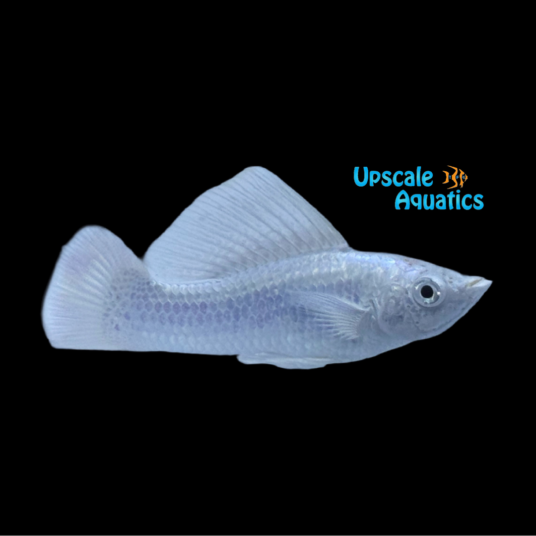 Platinum Sailfin Molly (Poecilia latipinna)