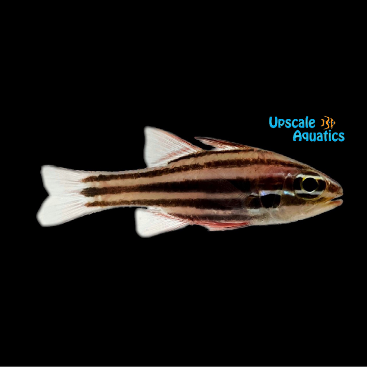 Broadstriped Cardinalfish (Ostorhinchus angustatus)