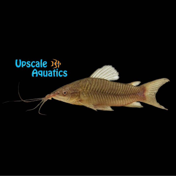 Forktail Hoplo Catfish (Hoplosternum littorale)