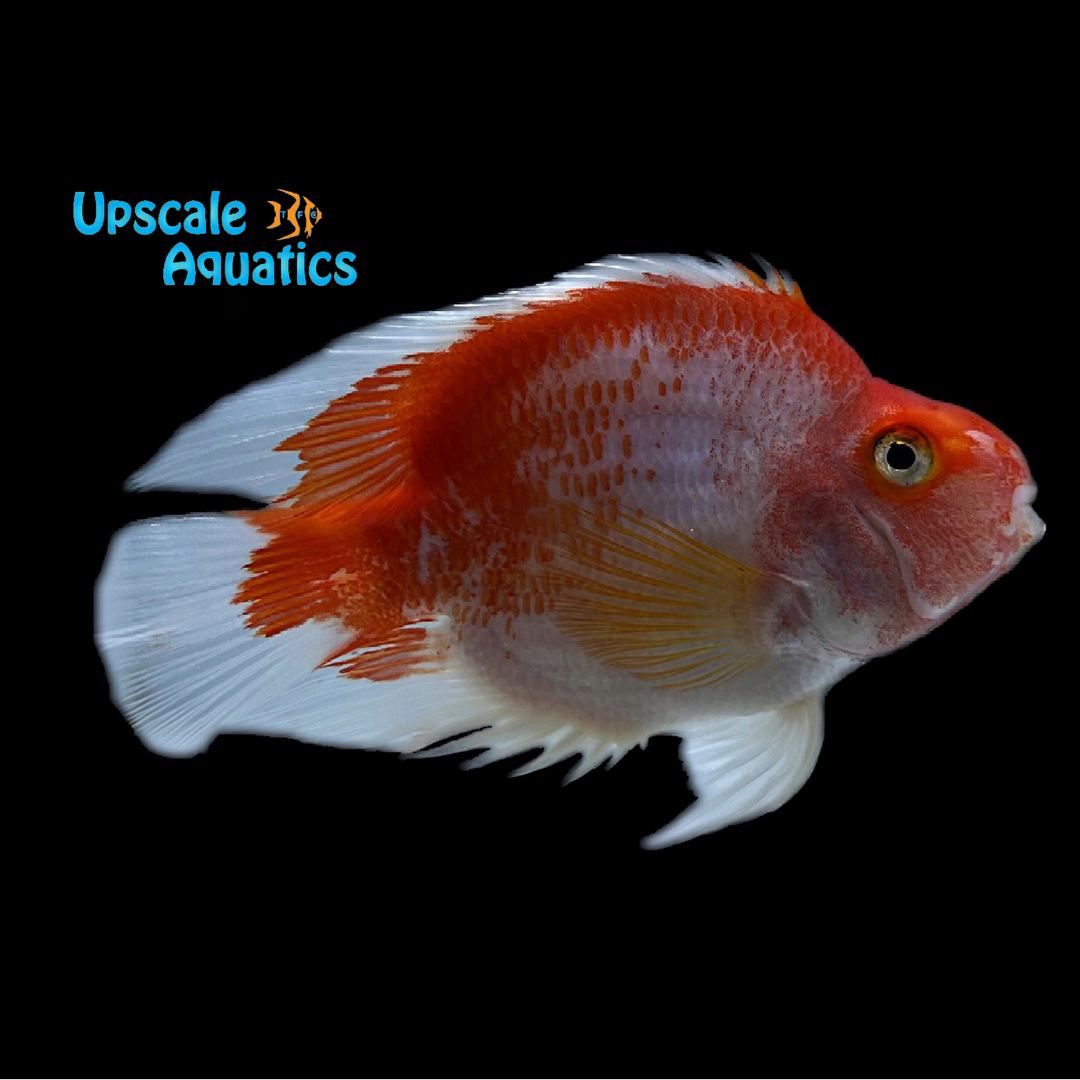 Red & White Parrot Cichlid (Cichlasoma x)