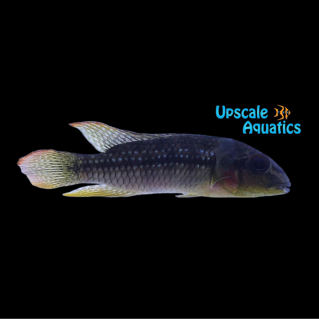 Parananochromis Longirostris