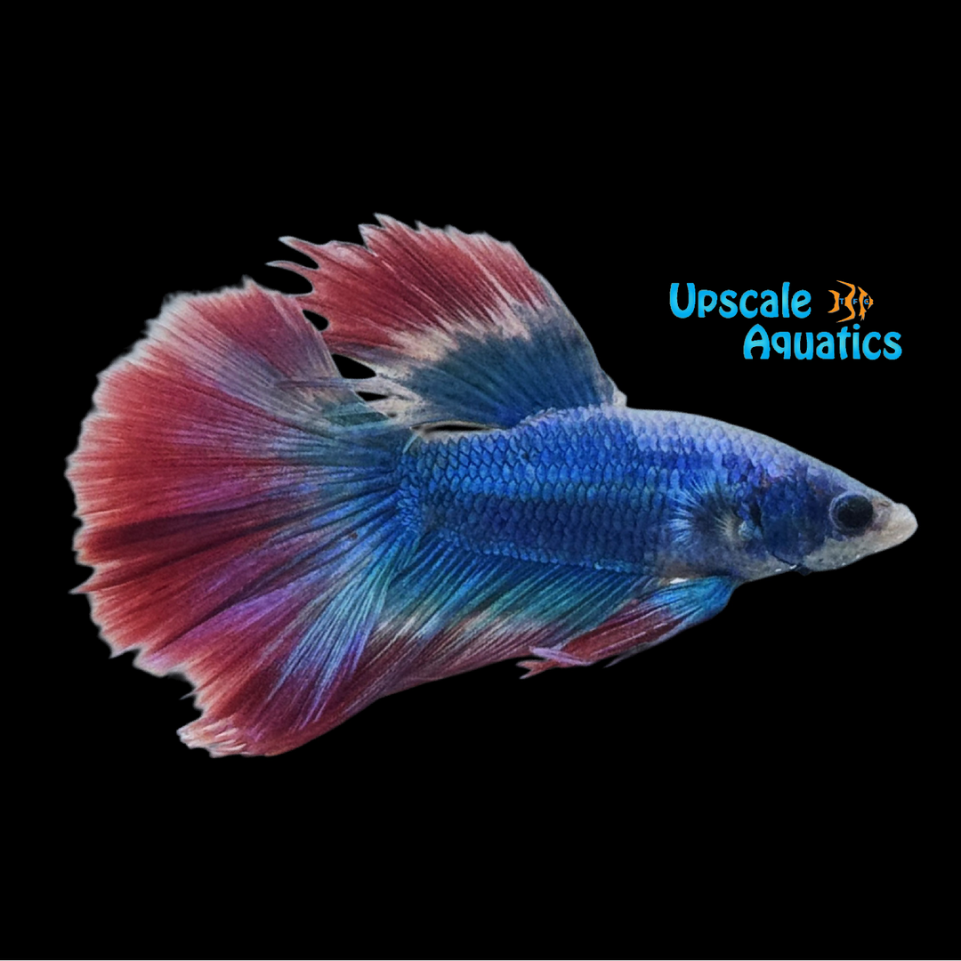 American Flag Super Delta Betta - Male (Betta splendens)