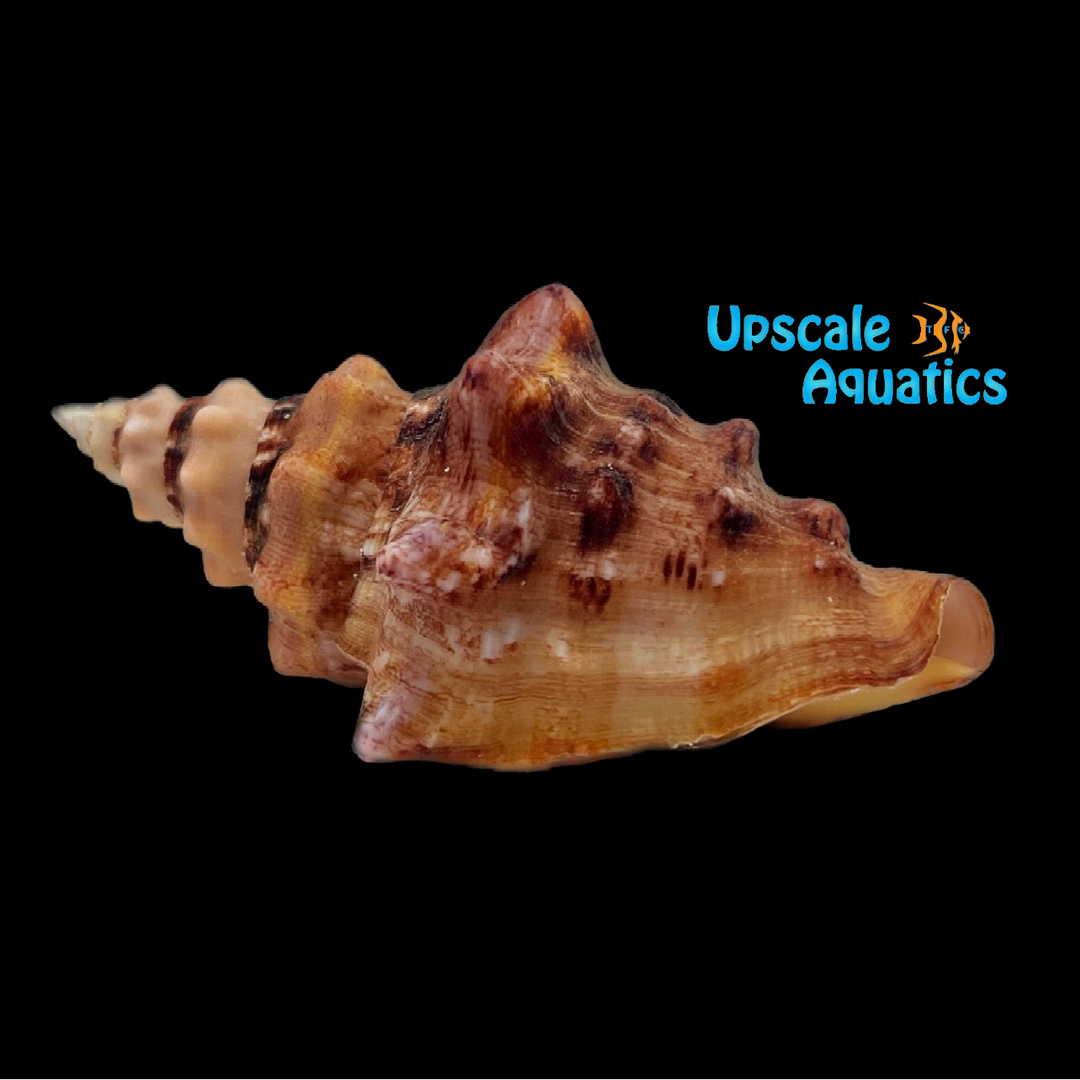 Queen Conch (Strombus gigas)