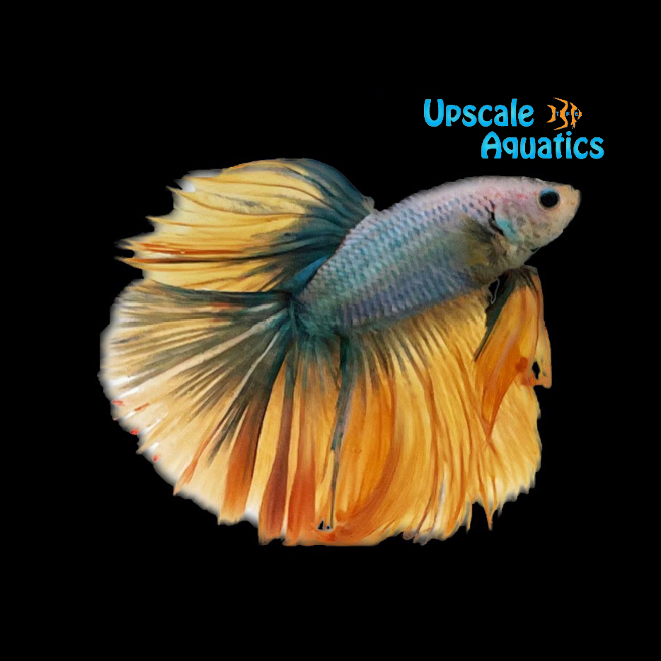 Mustard Gas Rosetail Halfmoon Betta - Male (Betta splendens)
