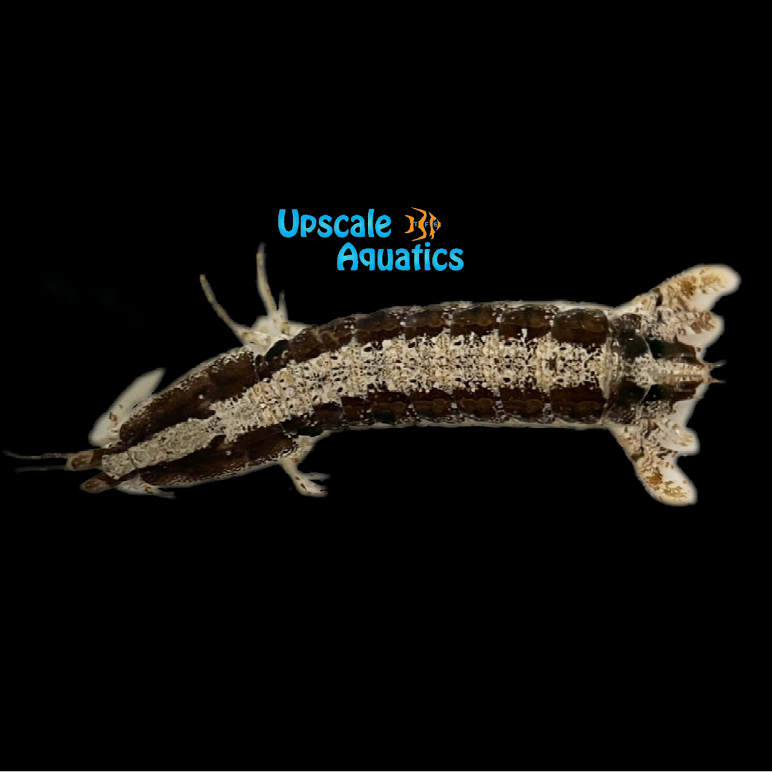 Skunk Mantis Shrimp (Pseudosquilla ciliata)