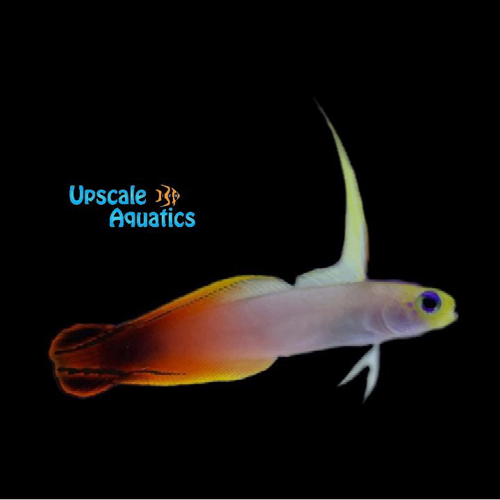 African Firefish (Nemateleotris magnifica) – Upscale Aquatics