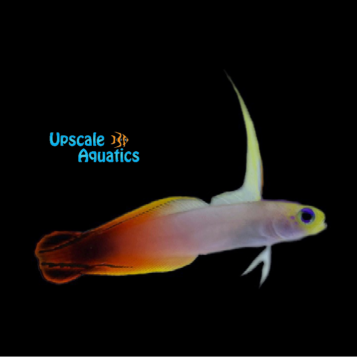 African Firefish (Nemateleotris magnifica)