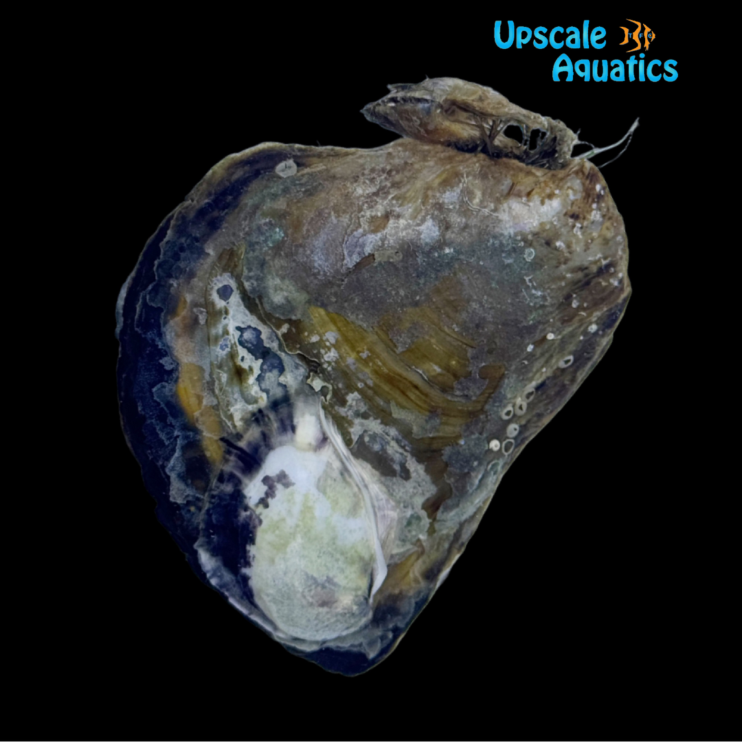 Atlantic Pearl Oyster (Pinctada imbricata)