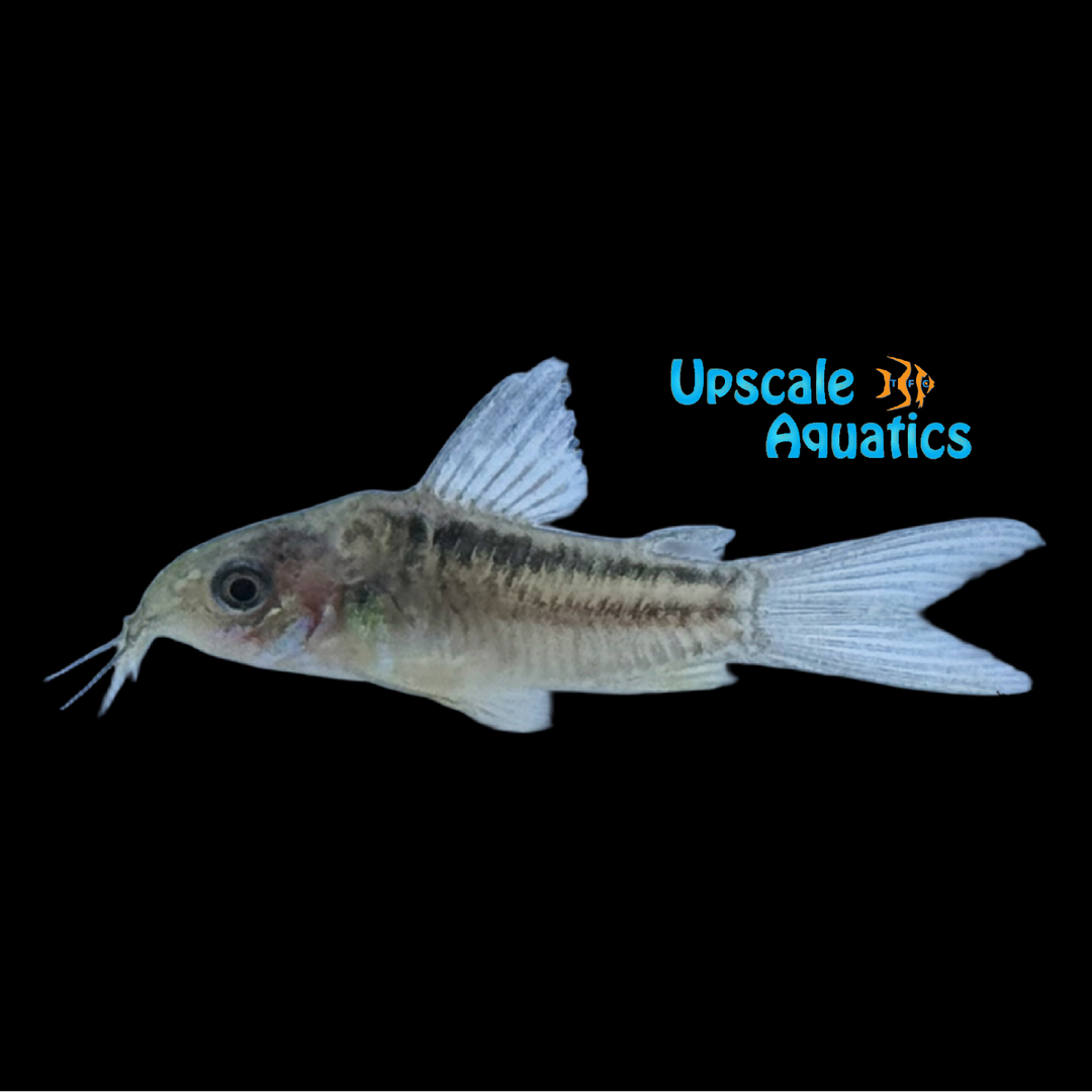 Elegant Cory (Corydoras elegans)