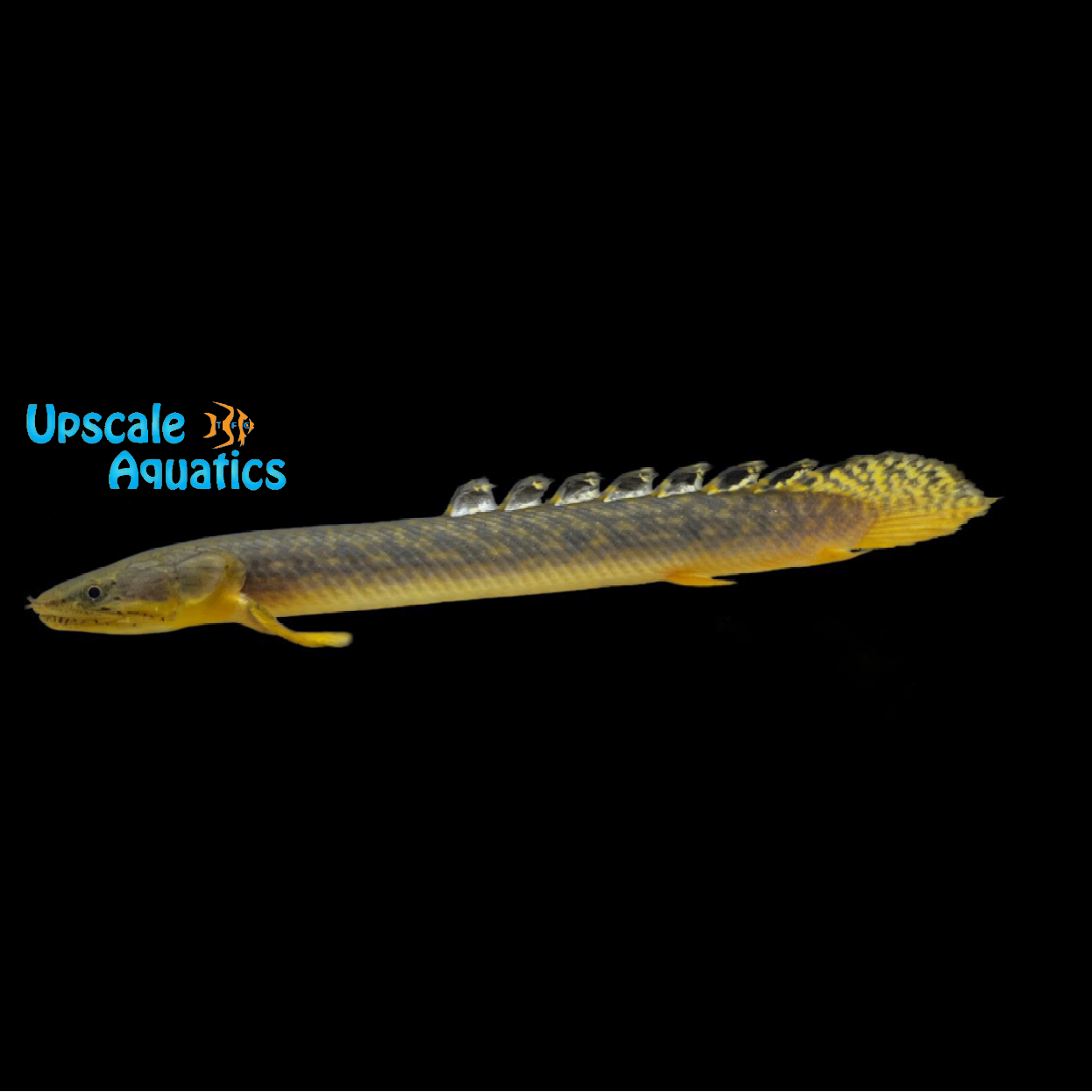 Gold Dust Bichir (Polypterus palmas buettikoferi) – Upscale Aquatics