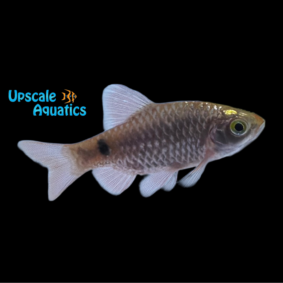Glowlight Rosy Barb (Pethia conchonius)