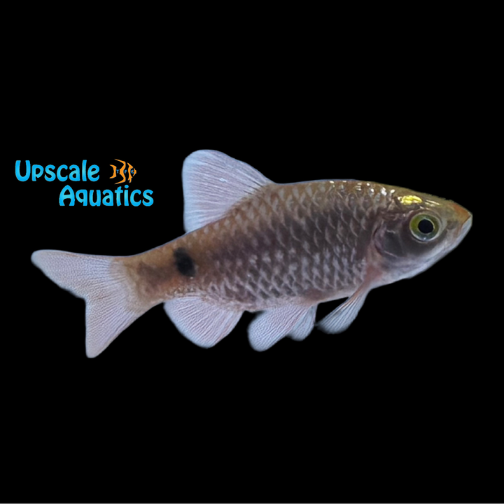 Glowlight Rosy Barb (Pethia conchonius)