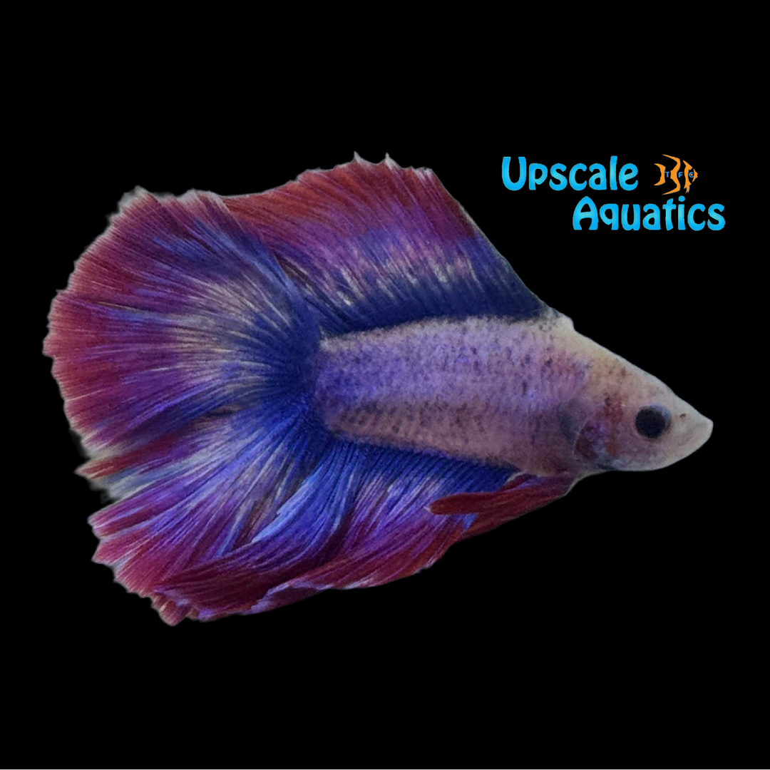 American Flag Twintail Betta - Male (Betta splendens)