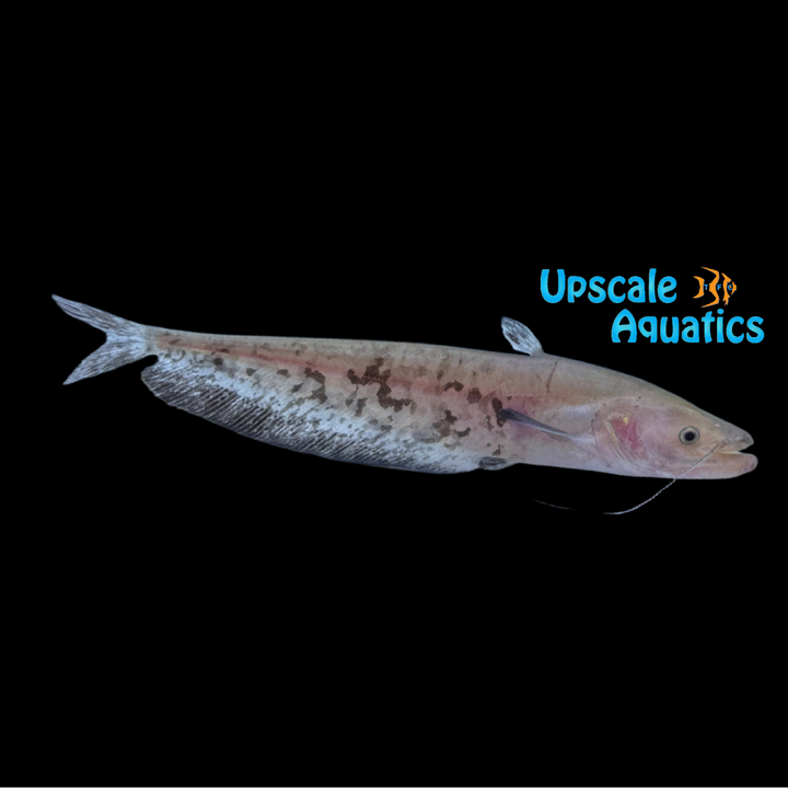 Striped Wallago Catfish (Wallagonia leerii)