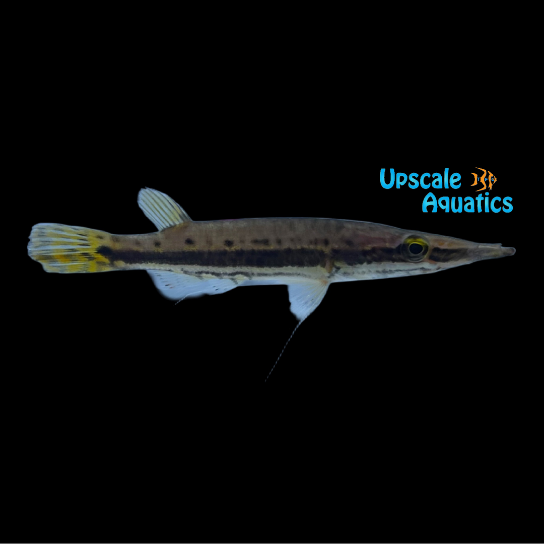 Crocodile Pikehead (Luciocephalus pulcher)