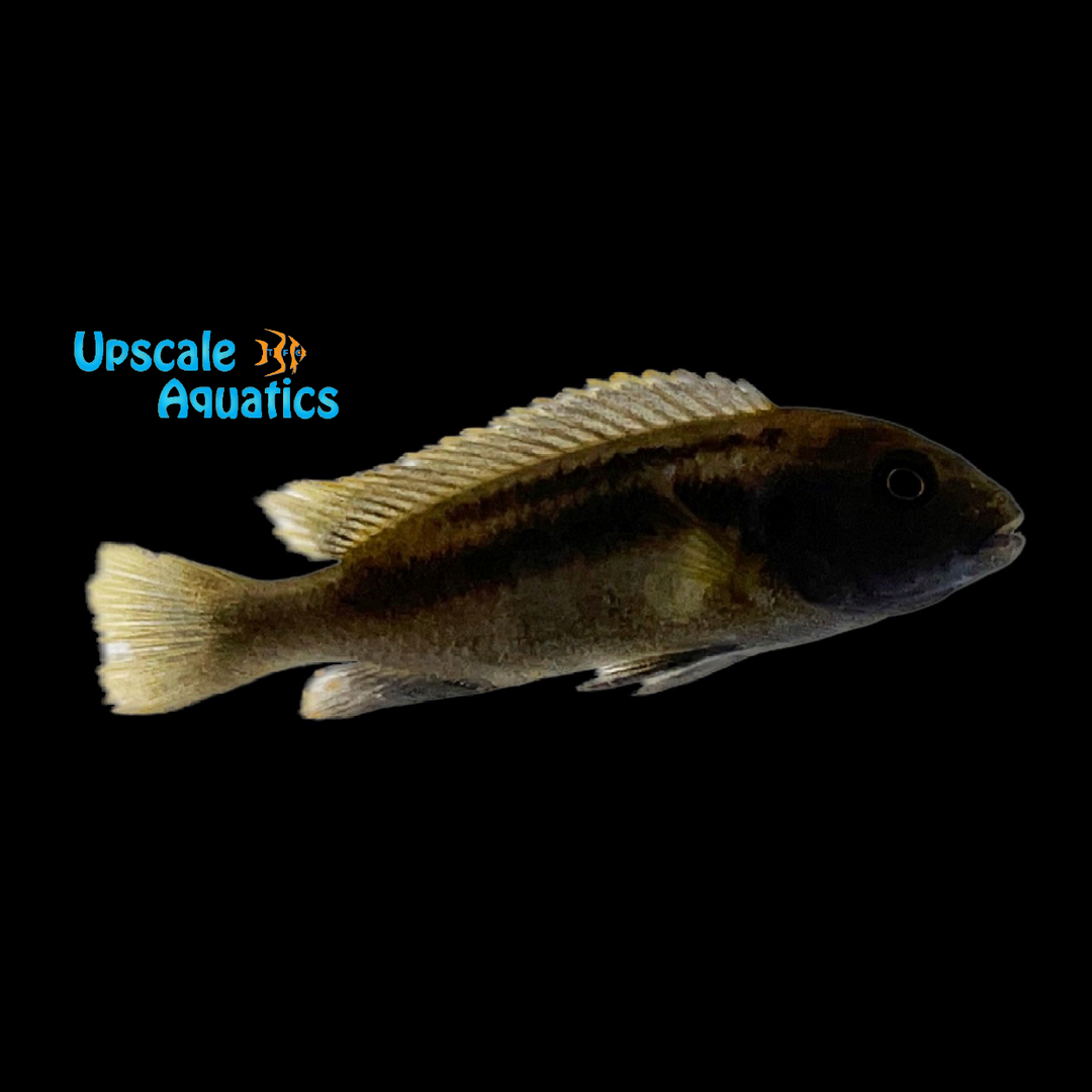 Polit Cichlid (Pseudotropheus polit)