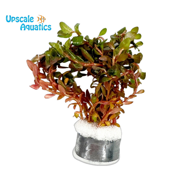 Mini Red Rotala Macrandra (Rotala macrandra mini red)