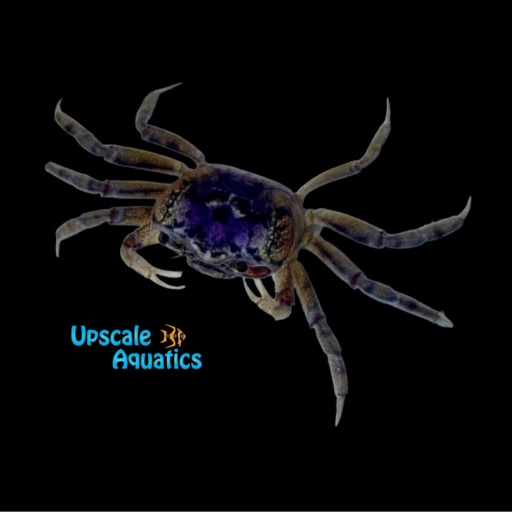 Pink Atlantic Sand Fiddler Crab (Leptuca pugilator)