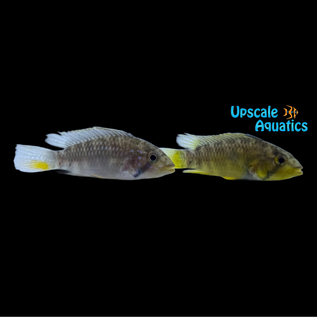 Apisto. Barlowi (Apistogramma barlowi)