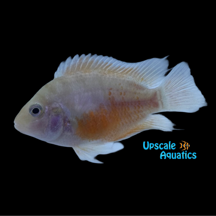 Pink Convict Cichlid (Amatitlania nigrofasciata)