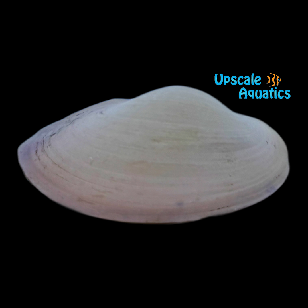 Pink Jewel Freshwater Clam (Batissa violacea)