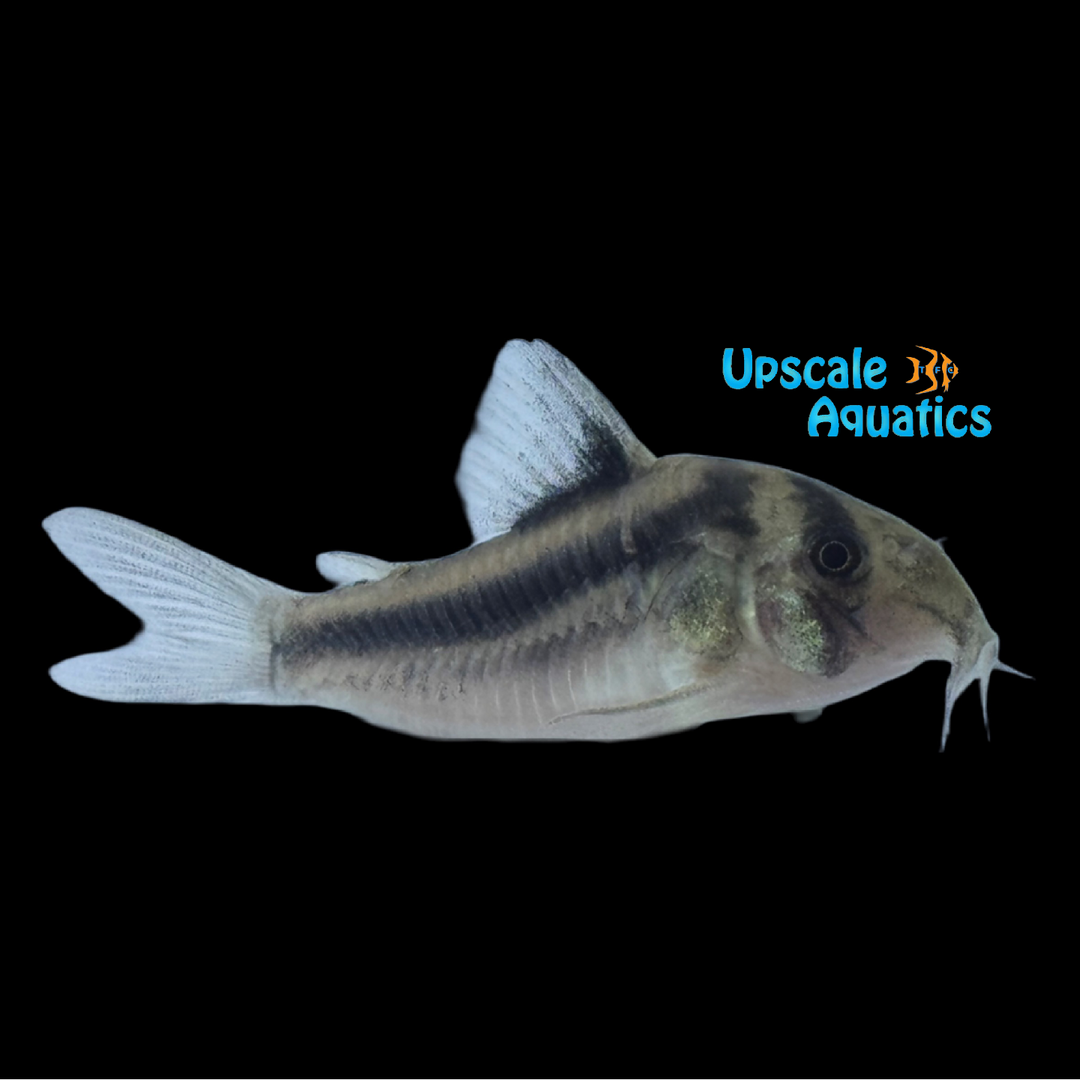 Meta Double Stripe Cory (Corydoras CW169)