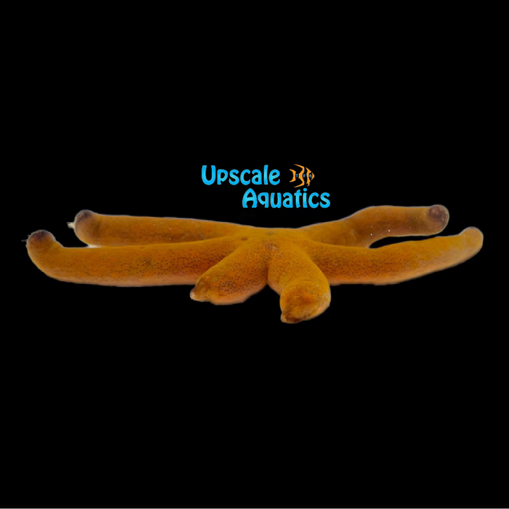 Luzon Starfish (Echinaster luzonicus)
