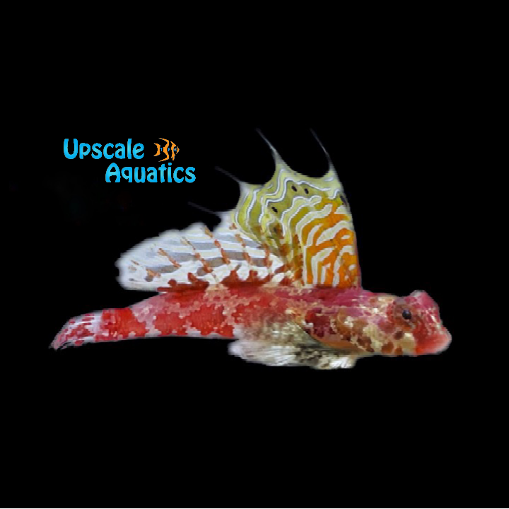 Red Scooter Blenny (Synchiropus stellatus)