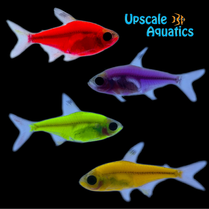 GloFish Pristella Tetra (Pristella maxillaris)