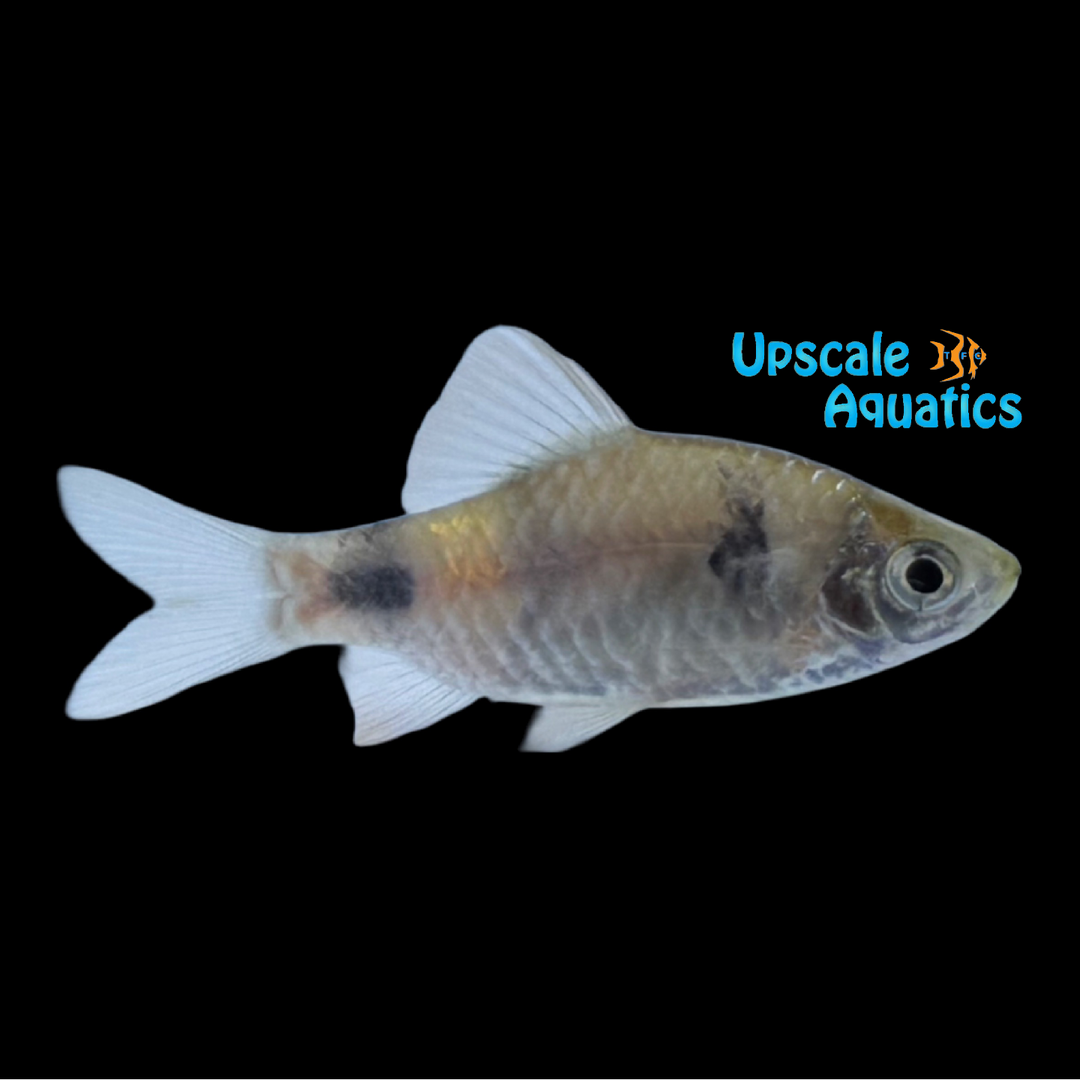 Indigo Barb (Pethia setnai)