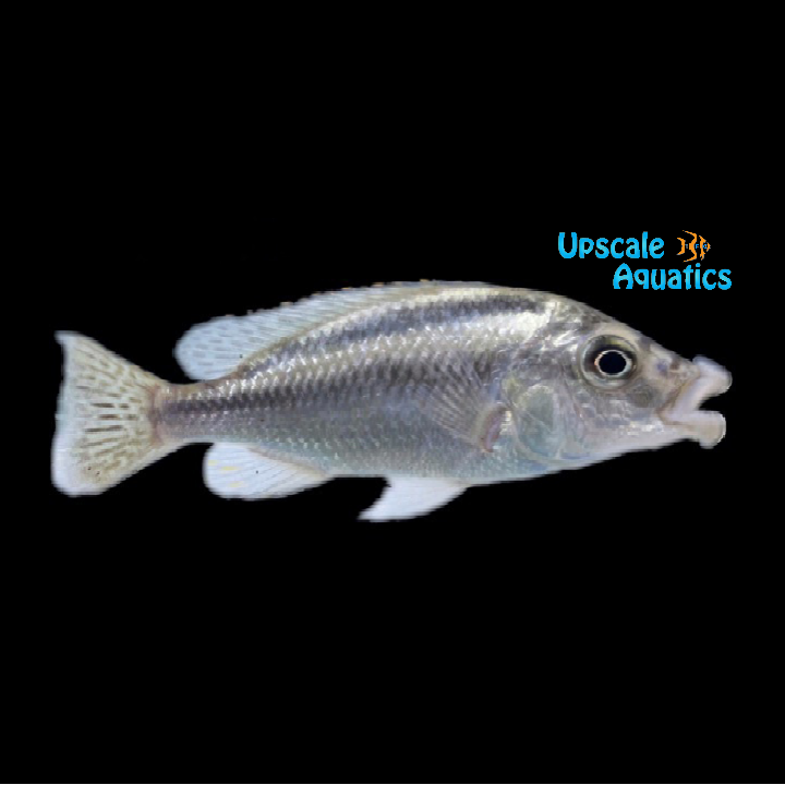Thick Lip Euchilus Cichlid (Cheilochromis euchilus)