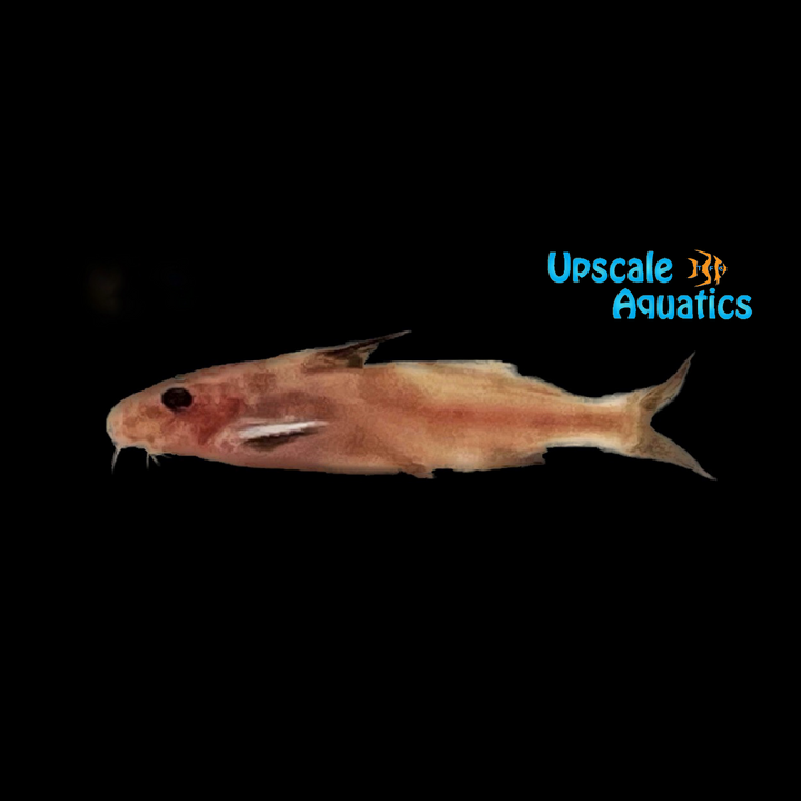 Pink Synodontis Petricola (Synodontis petricola pink)
