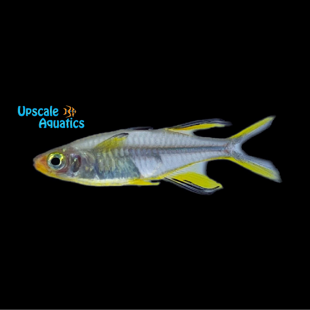 Celebes Rainbowfish (Marosatherina ladigesi)