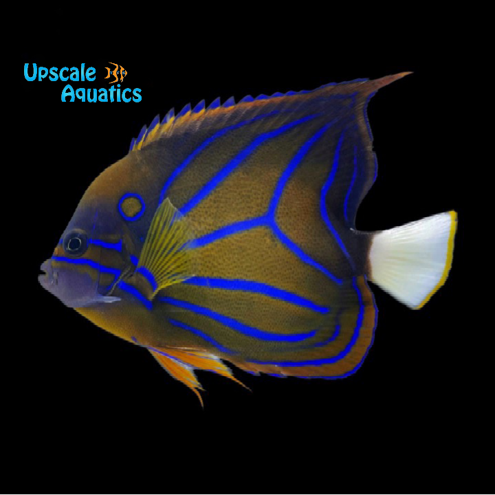 Annularis Angelfish - Adult (Pomacanthus annularis)