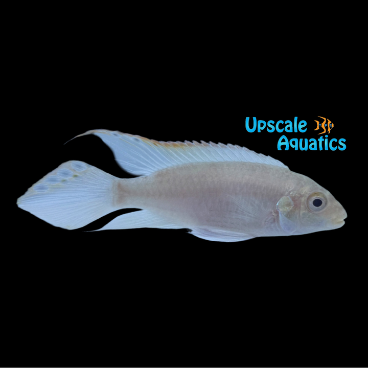 Albino Kribensis Cichlid (Pelvicachromis pulcher albino)