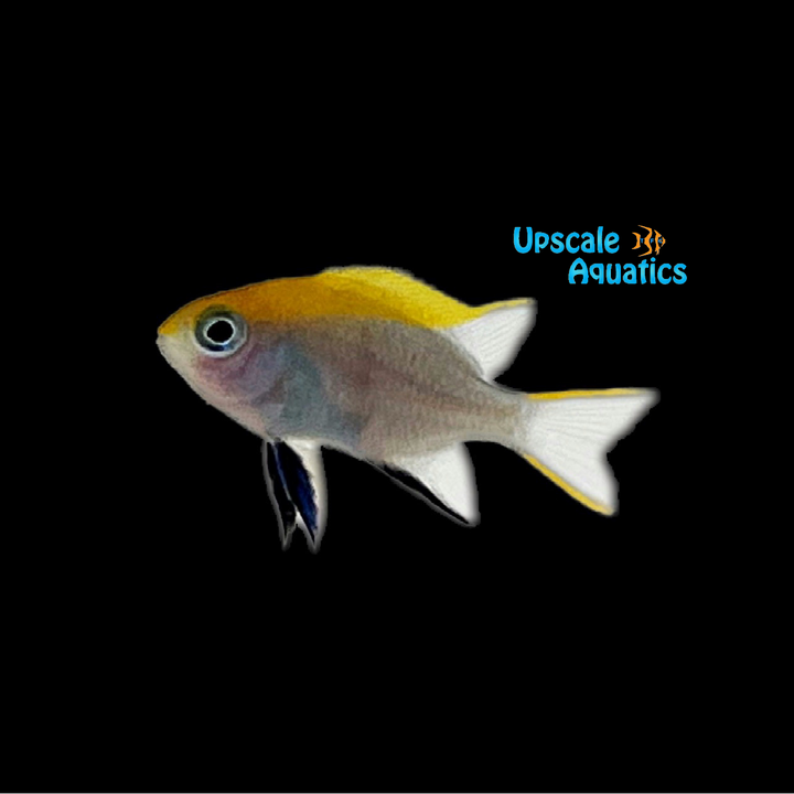 Bluefin Damsel (Neoglyphidodon melas)