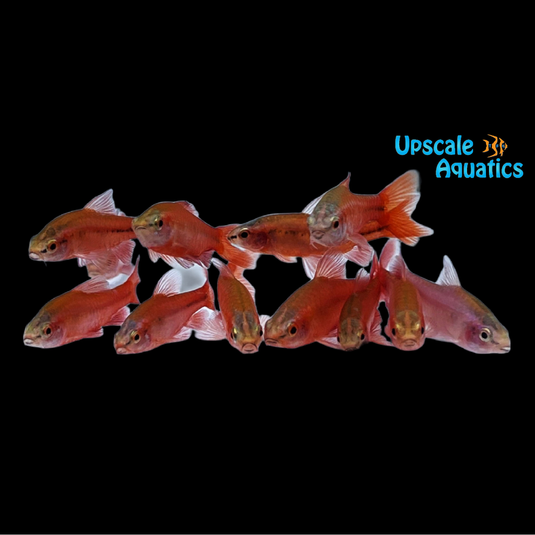 Cherry Barb - Male Only (Puntius titteya)