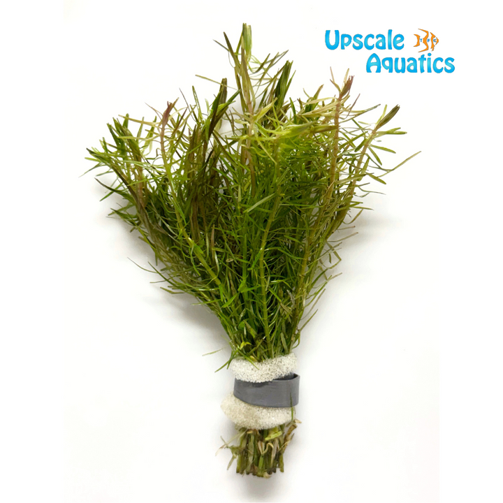 Rotala Nanjenshan