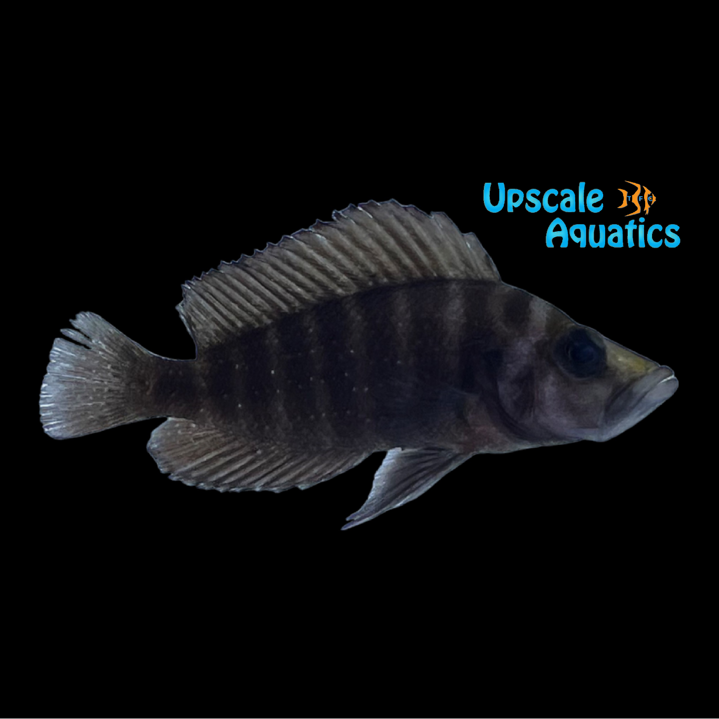 Tembwe Black Compressiceps (Altolamprologus compressiceps 'Tembew Blac ...