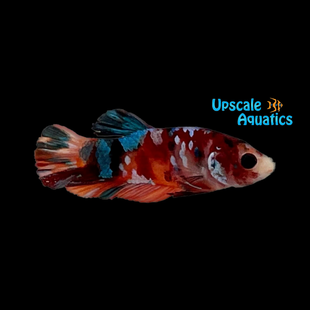 Nemo Koi Plakat Betta - Male (Betta splendens)