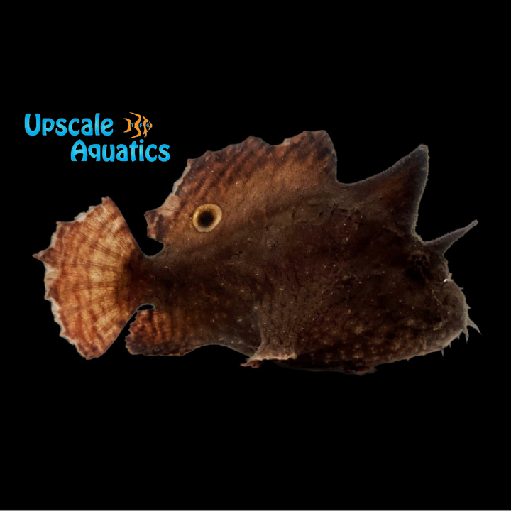 Freshwater Frogfish (Antennarius biocellatus)