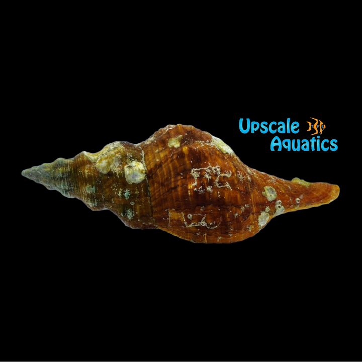 Horse Conch (Triplofusus giganteus)