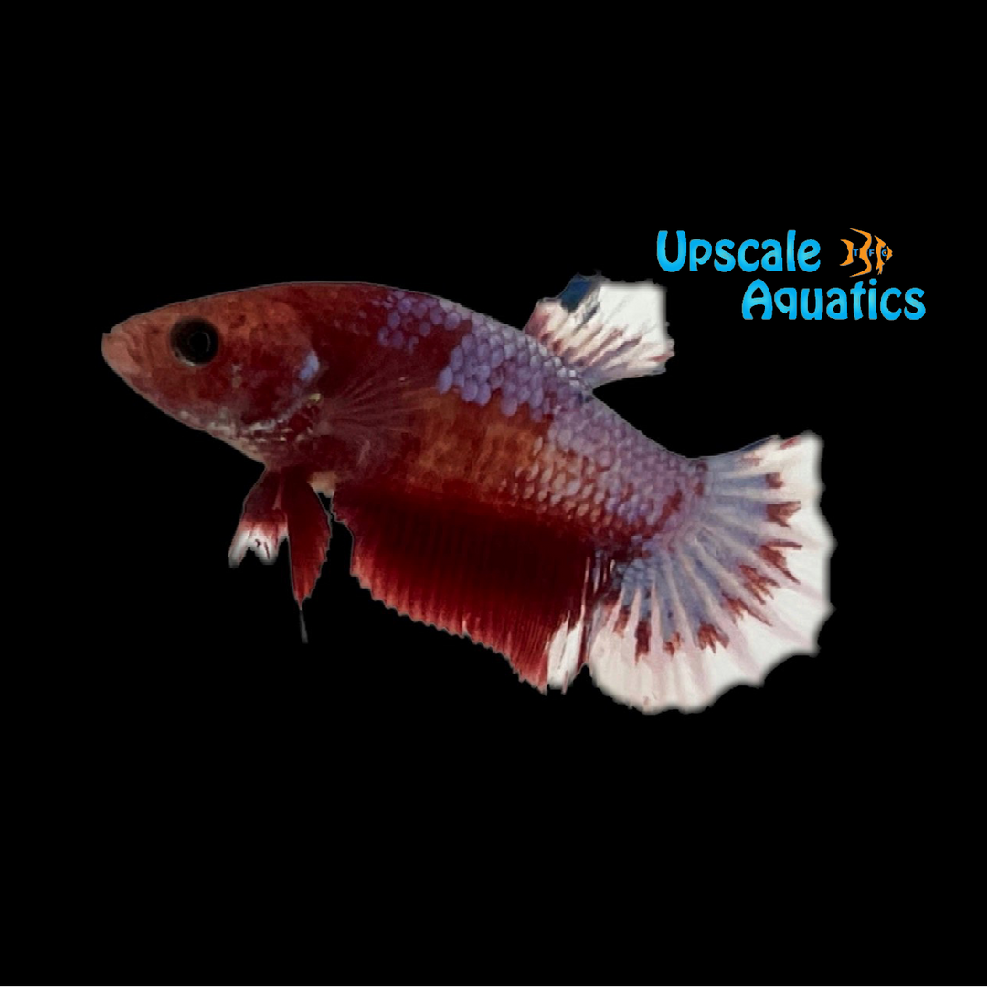 Hellboy Plakat Betta - Female (Betta splendens)